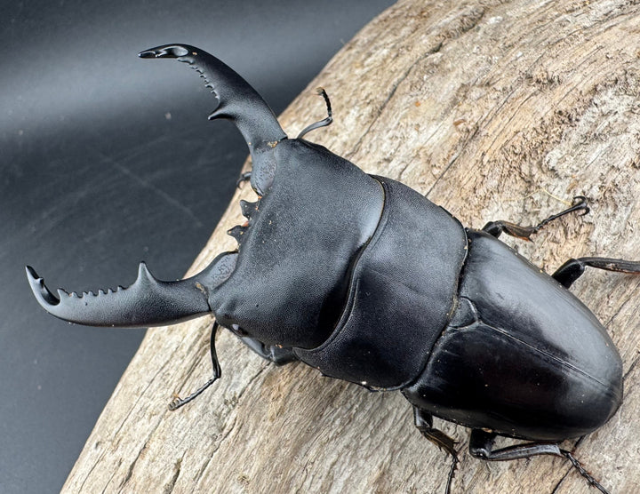 【WD】《ミンダナオヒラタ マラグサン産 86.5mm ペア》