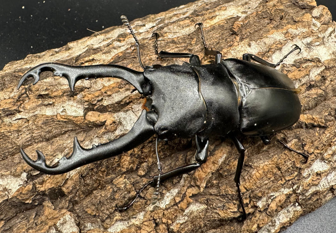 【WD】《ギラファノコギリ亜種ボロブドゥール 92mm ペア》