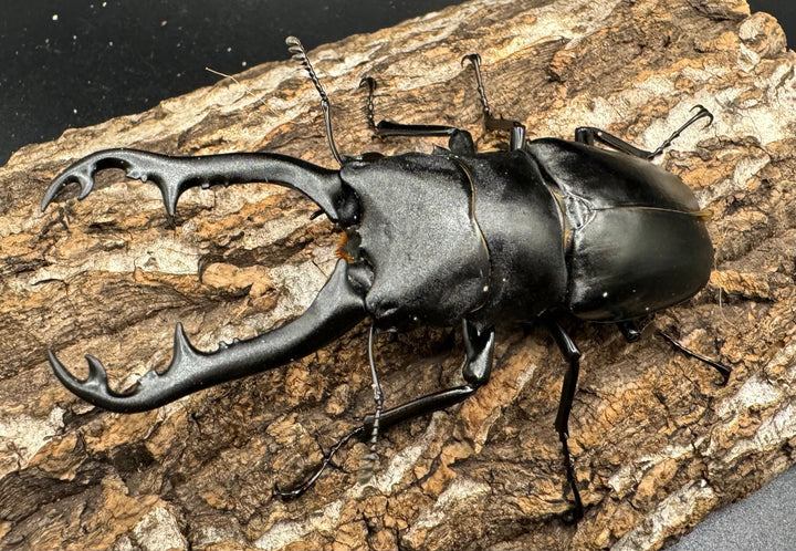 【WD】《ギラファノコギリ亜種ボロブドゥール 92mm ペア》