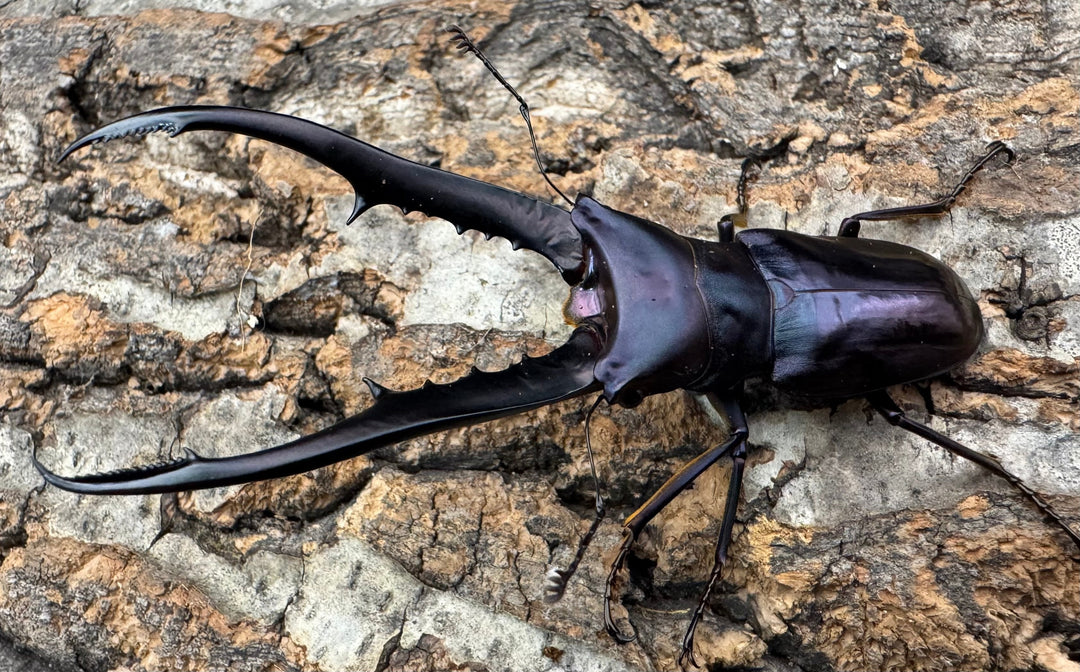 【美麗】《メタリフェルホソアカ 76mm ペア》わたくわ氏ブリード個体