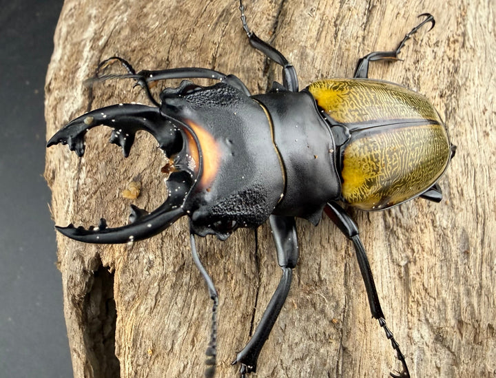 【WD】《スペクタビリスツヤクワガタ 64mm ペア》