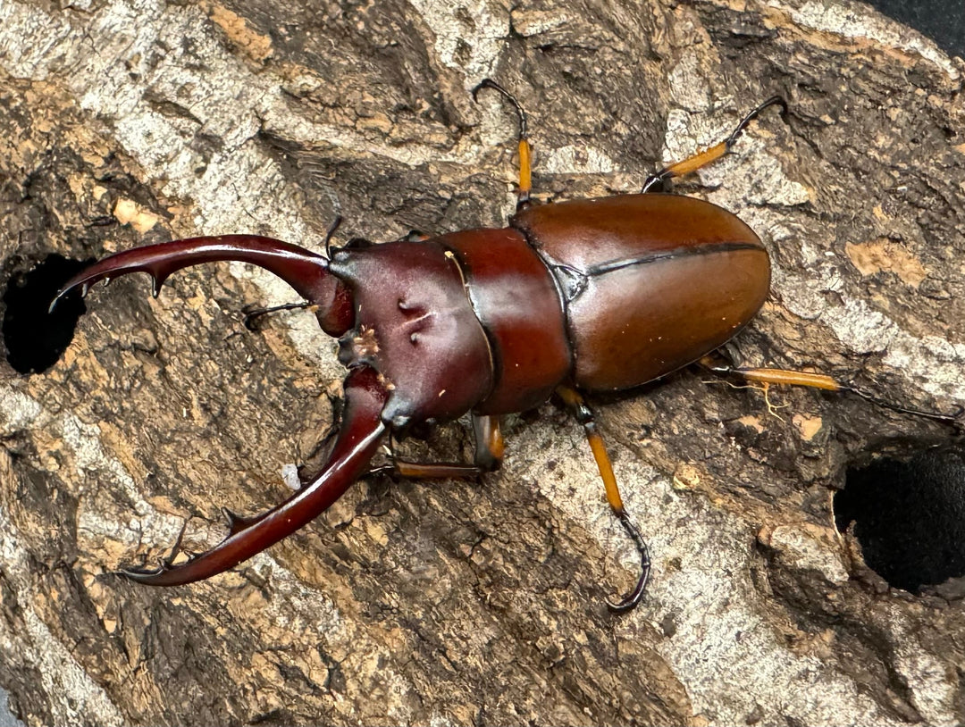 【WD】《アスタコイデスノコギリ ベンクール産 57mm ペア》