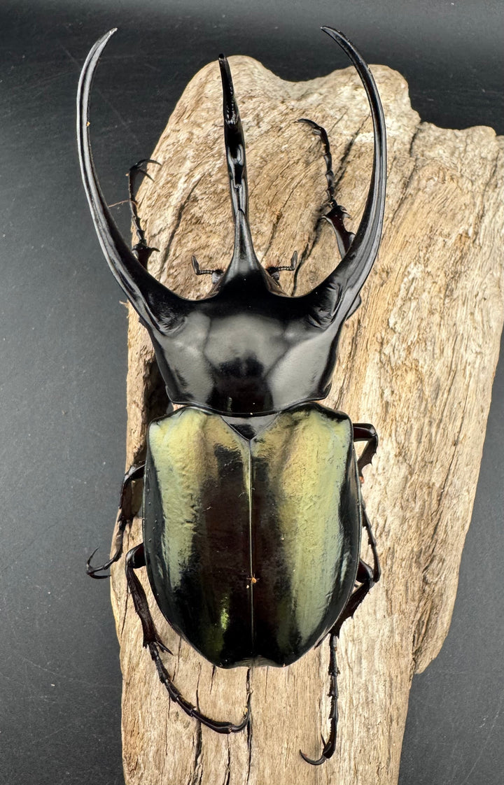 【WD】《ジャワコーカサスオオカブト 114mm A’品ペア》