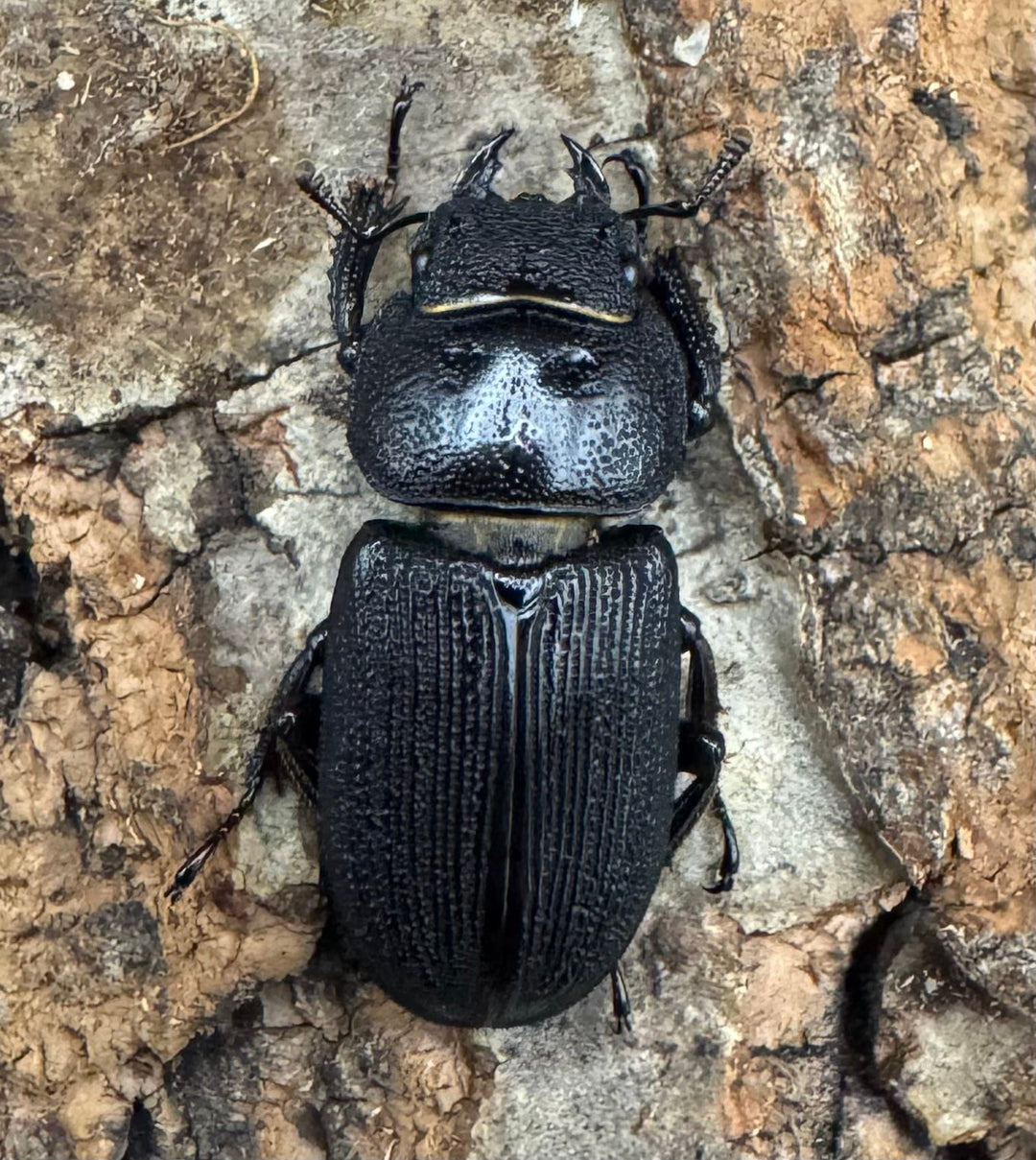 【WD】《ドルクス メンシウス 27ｍｍ ペア》