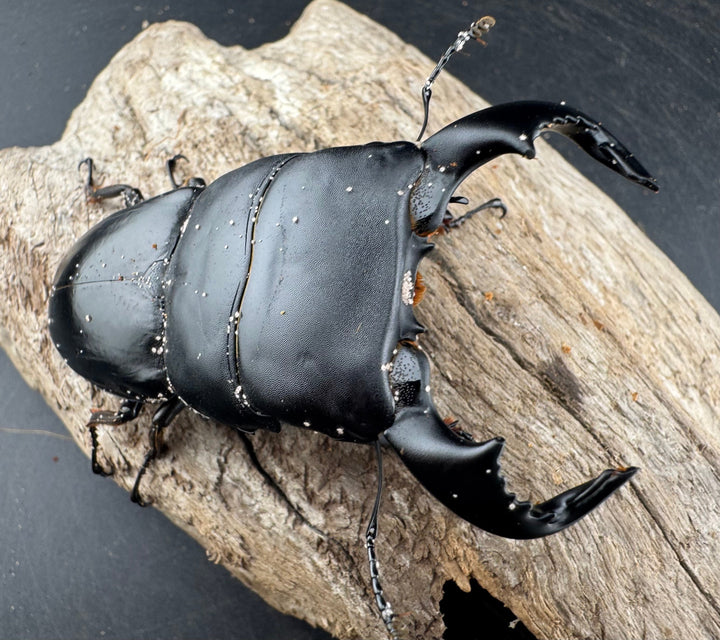 【WD】《ダイオウヒラタ 東ジャワ産 81mm ペア》