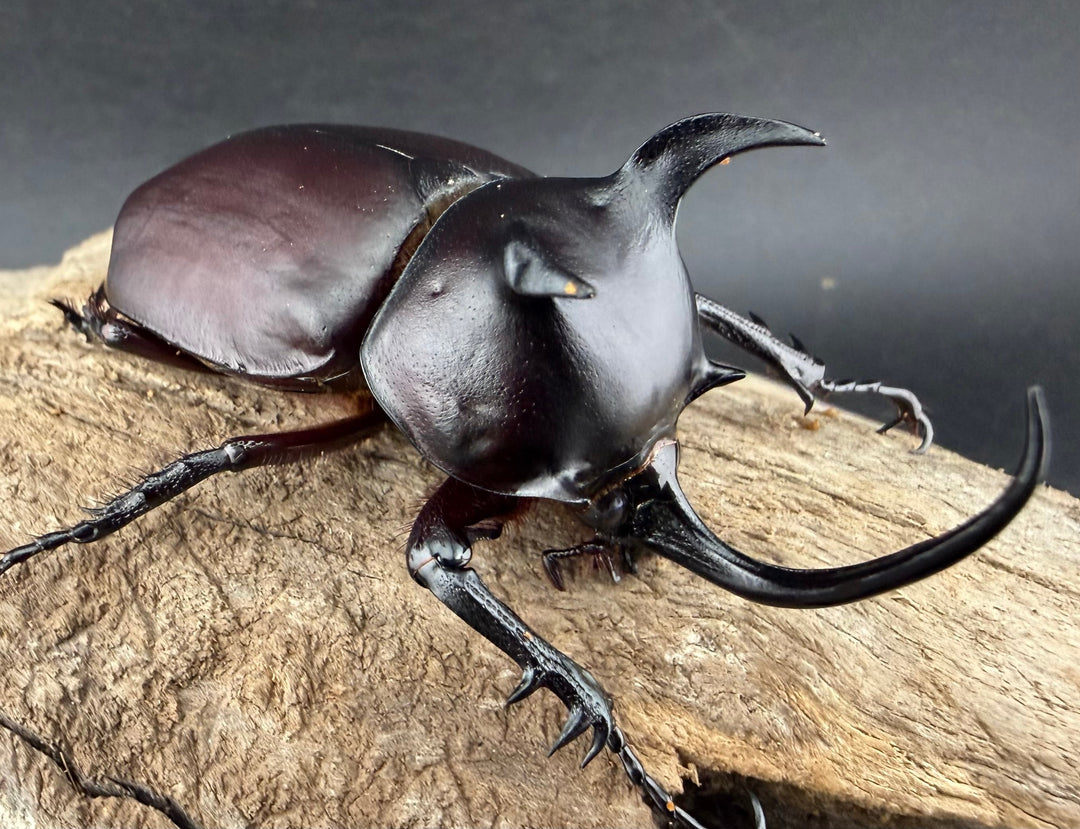 【WD】《シャムゴホンツノカブト 66mm ペア》