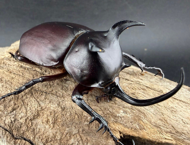 【WD】《シャムゴホンツノカブト 66mm ペア》