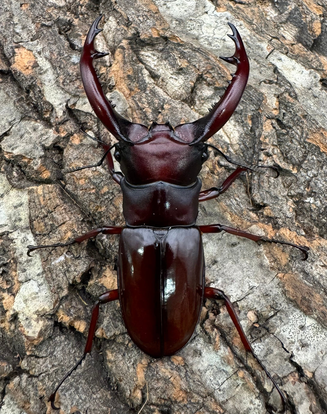 《フォルスターフタマタ亜種ニシ 75.5mm ♂♀♀トリオ》