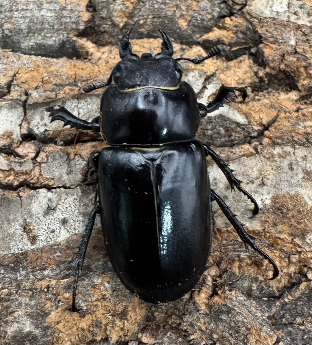 《ユダイクスミヤマ 68mm ペア》