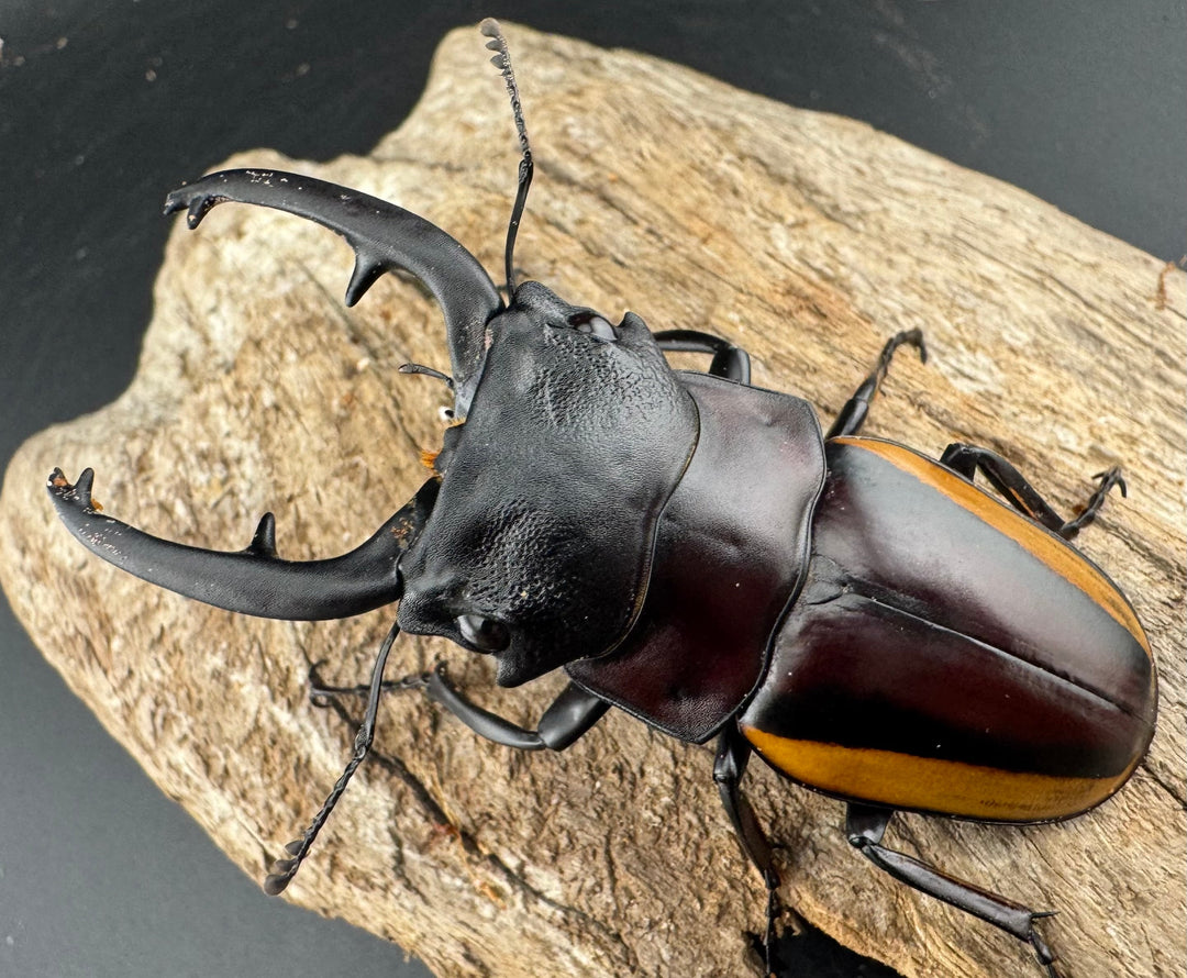 【WD】《スチーブンスツヤ亜種duivenbodei 大歯 72.5mm ペア》