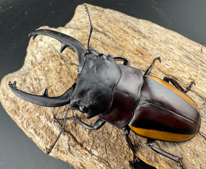 【WD】《スチーブンスツヤ亜種duivenbodei 大歯 72.5mm ペア》