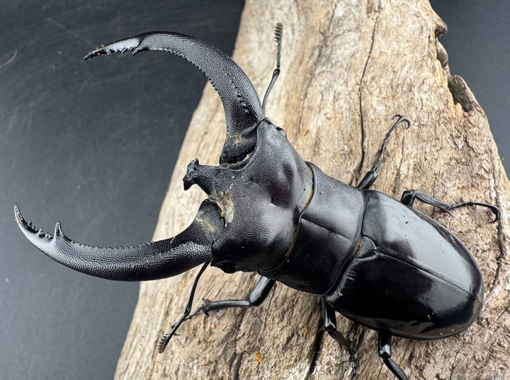 【WD】大型《リノケロスフタマタ 94mm ペア》