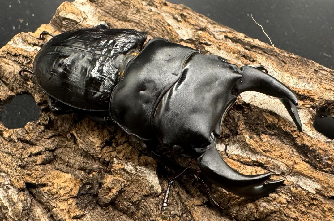 《ホペイオオクワ JS 72mm ペア》