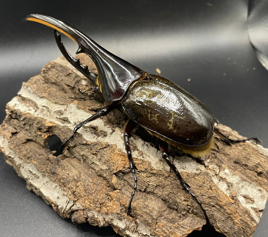 《ヘラクレス・ヘラクレス 126mm ペア》