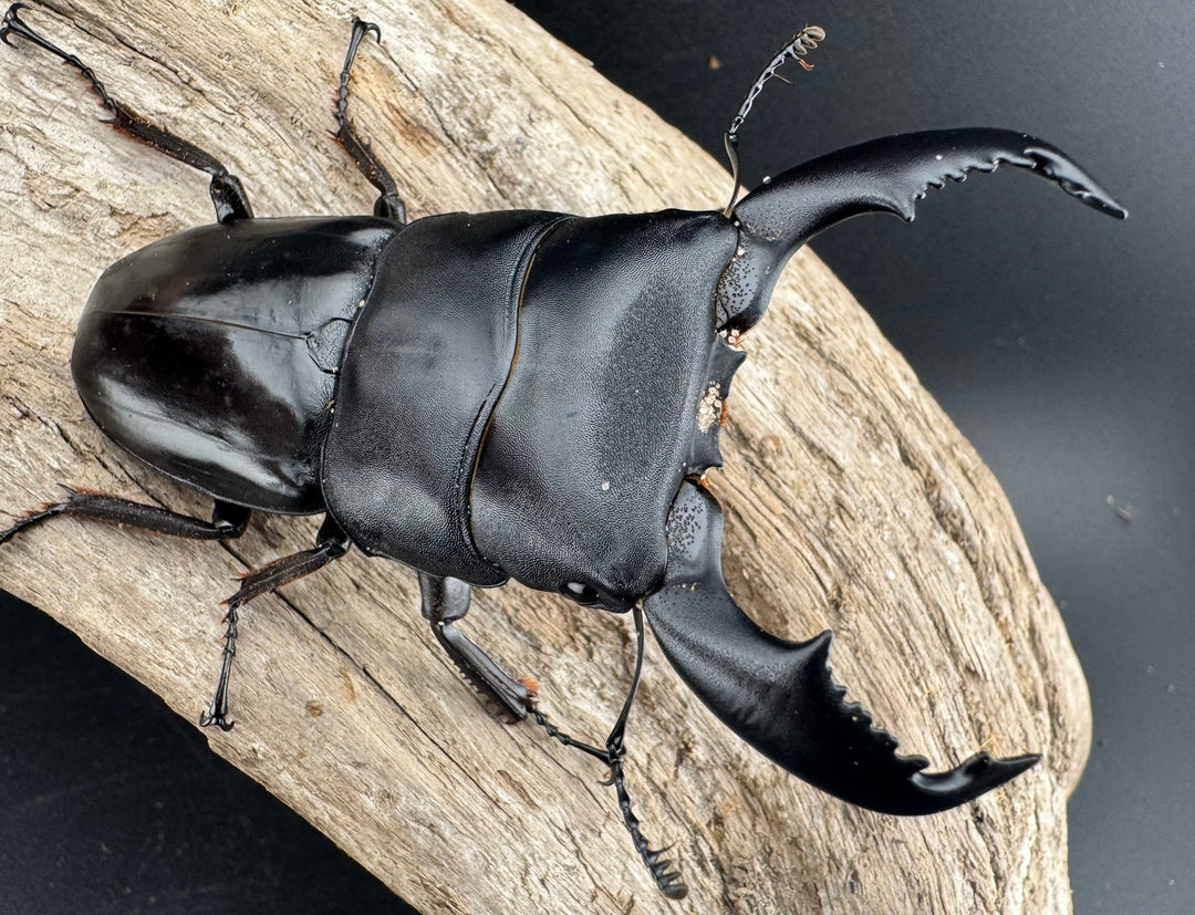 【WD】《スマトラオオヒラタ ベンクール産 84.5mm ペア》