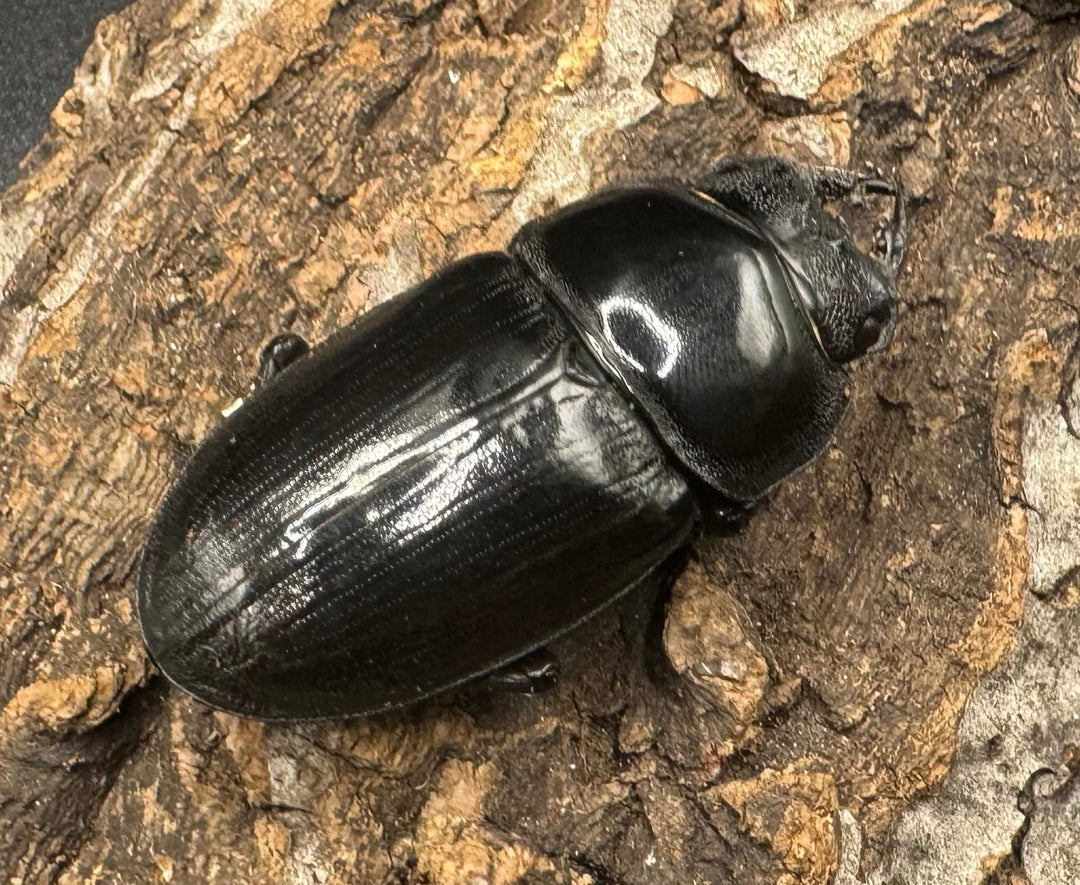 《オオクワガタ 川西血統 78mm ペア》ヒート氏ブリード個体