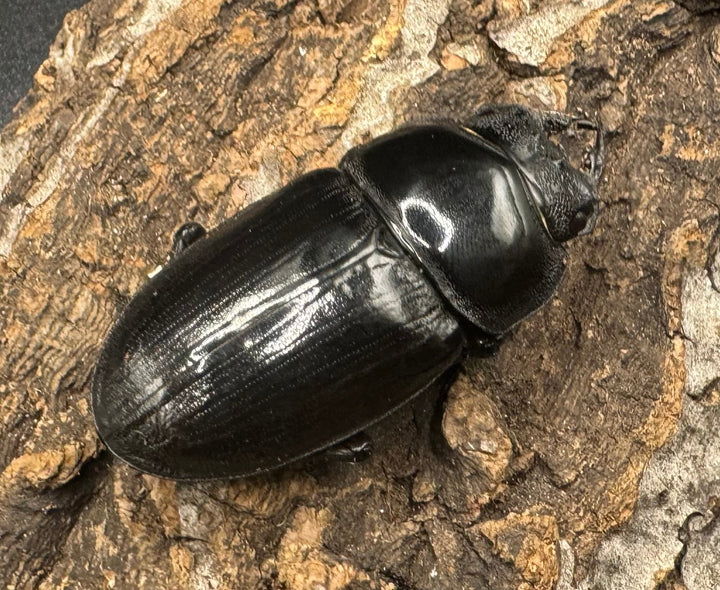 《オオクワガタ 川西血統 78mm ペア》ヒート氏ブリード個体