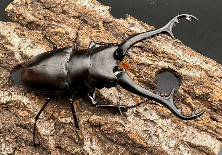 【WD】《ギラファノコギリ亜種ニシヤマイ 92mm ペア》