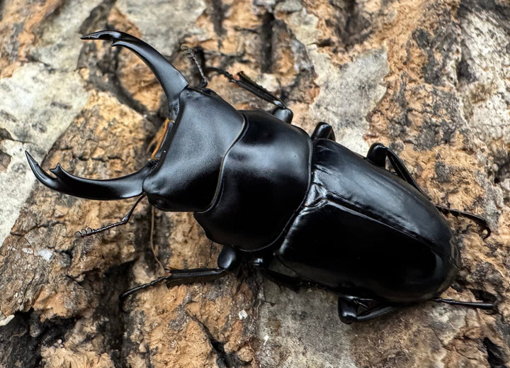 【WD】《シネンシスコクワ ssp. 怒江亜種 43mm ペア》