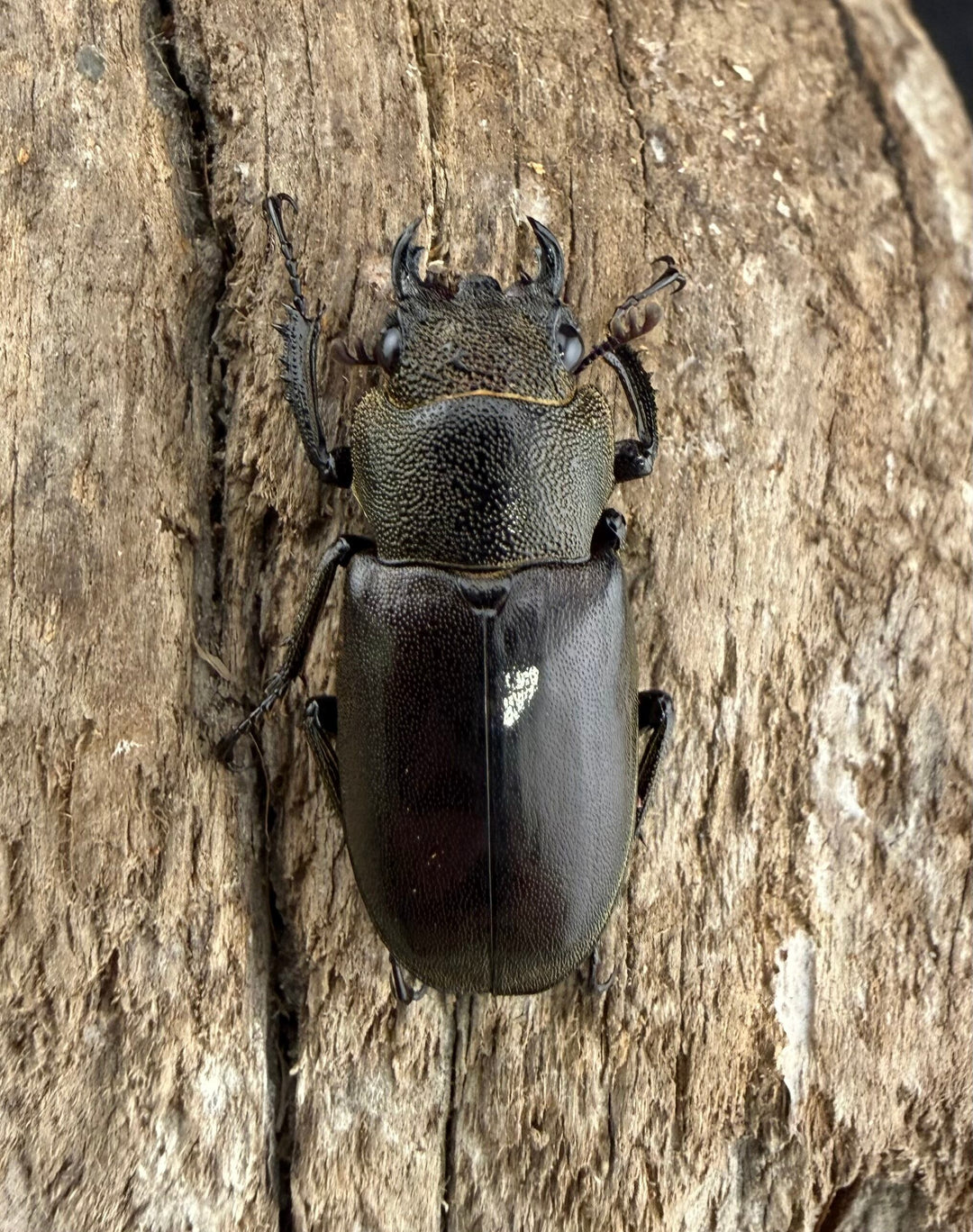 《メタリフェルホソアカ亜種イソガイ 73.5mm ペア》