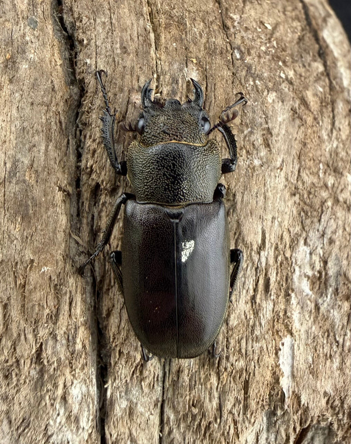 《メタリフェルホソアカ亜種イソガイ 73.5mm ペア》