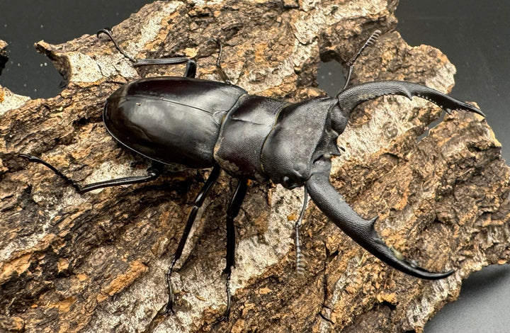 【WD】《マンディブラリスフタマタ 70mm B品ペア》