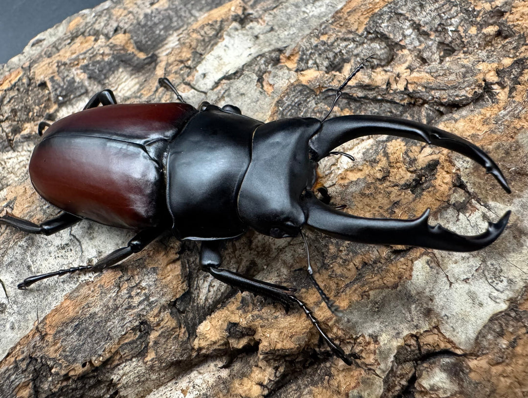 【WD】《ドンキエルコクワ原名亜種 71.5mm ♂♀♀トリオ》