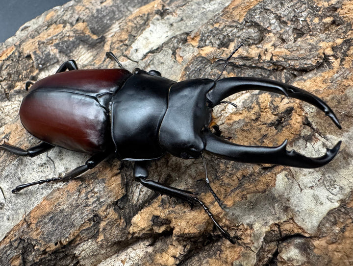 【WD】《ドンキエルコクワ原名亜種 71.5mm ♂♀♀トリオ》