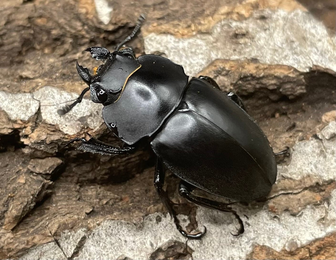 【WD】《プラティノータツヤクワガタ 37.5mmUP ペア》