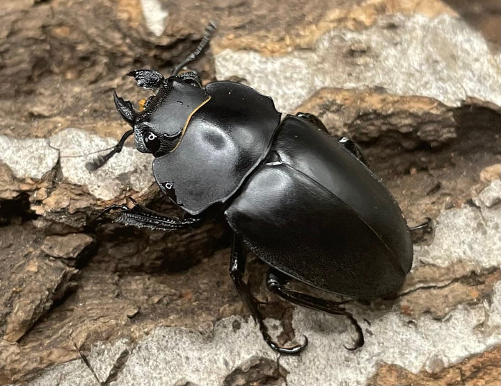 【WD】《プラティノータツヤクワガタ 37.5mmUP ペア》