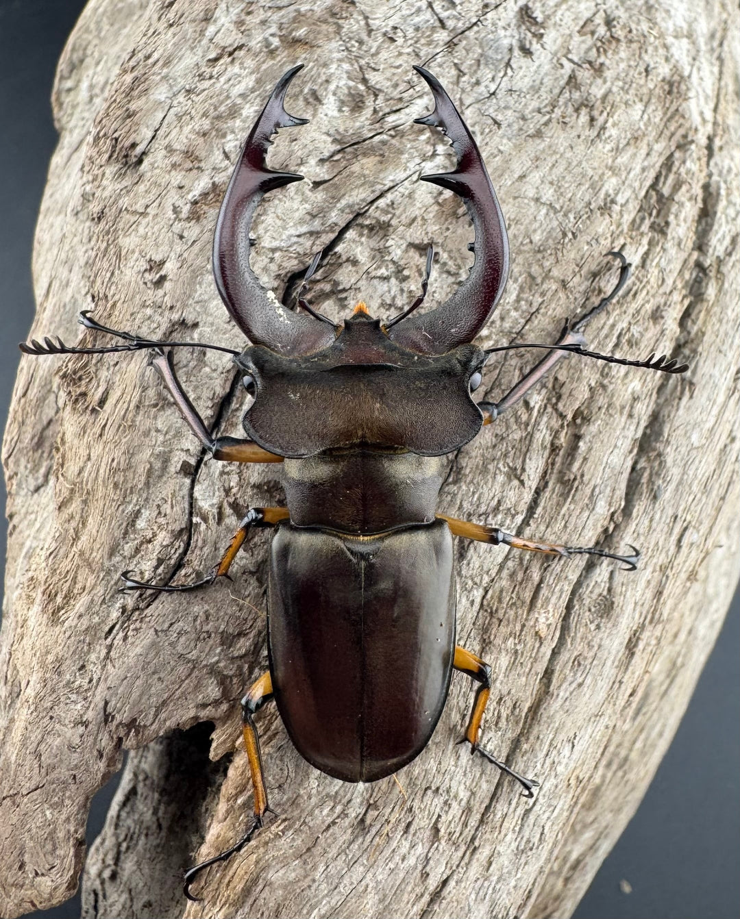 【WD】《フェアメイルミヤマ 雅安市産 55.5mm ペア》