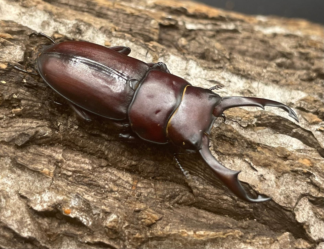《ハチジョウコクワガタ 40mm ペア》