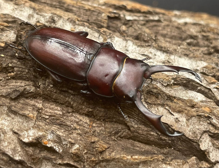 《ハチジョウコクワガタ 40mm ペア》