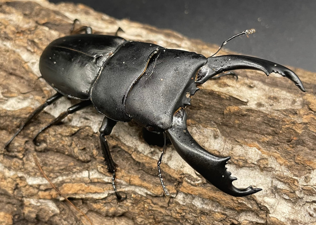 【WD】大型《イフガオヒラタ 88mm ペア》