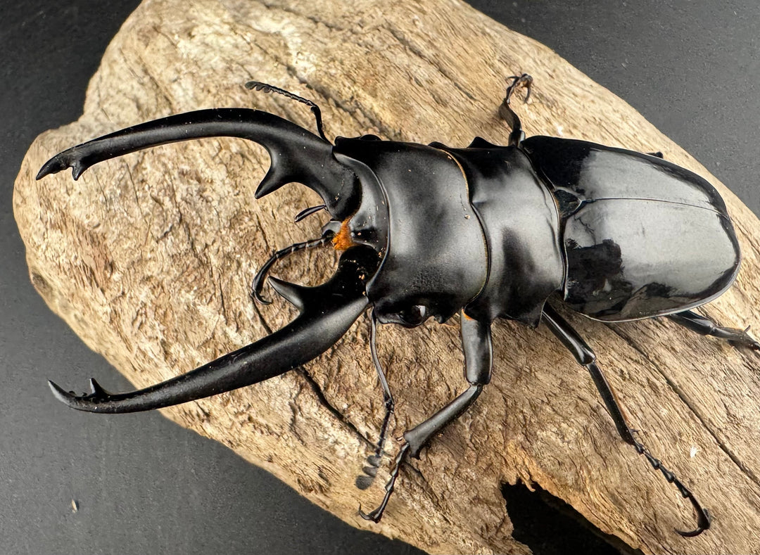 【WD】大型《インターメディアツヤクワガタ ネグロス島産 93mm ペア》