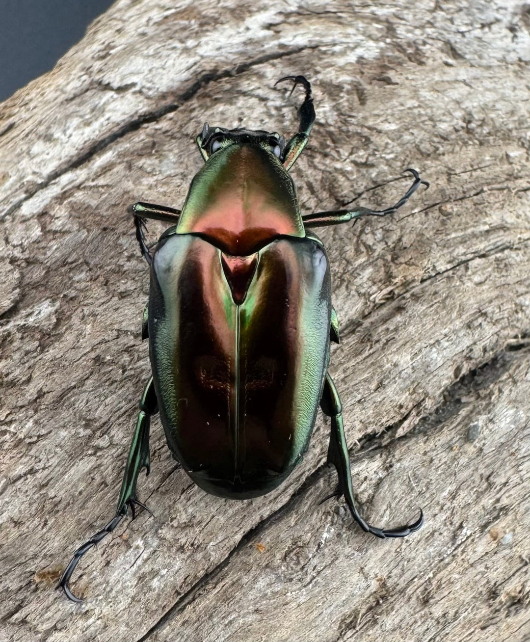 《ロドリゲストゲアシハナムグリ Free ペア》