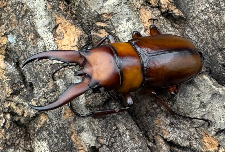 《トカラノコギリクワガタ ホワイトアイ 42mm ペア