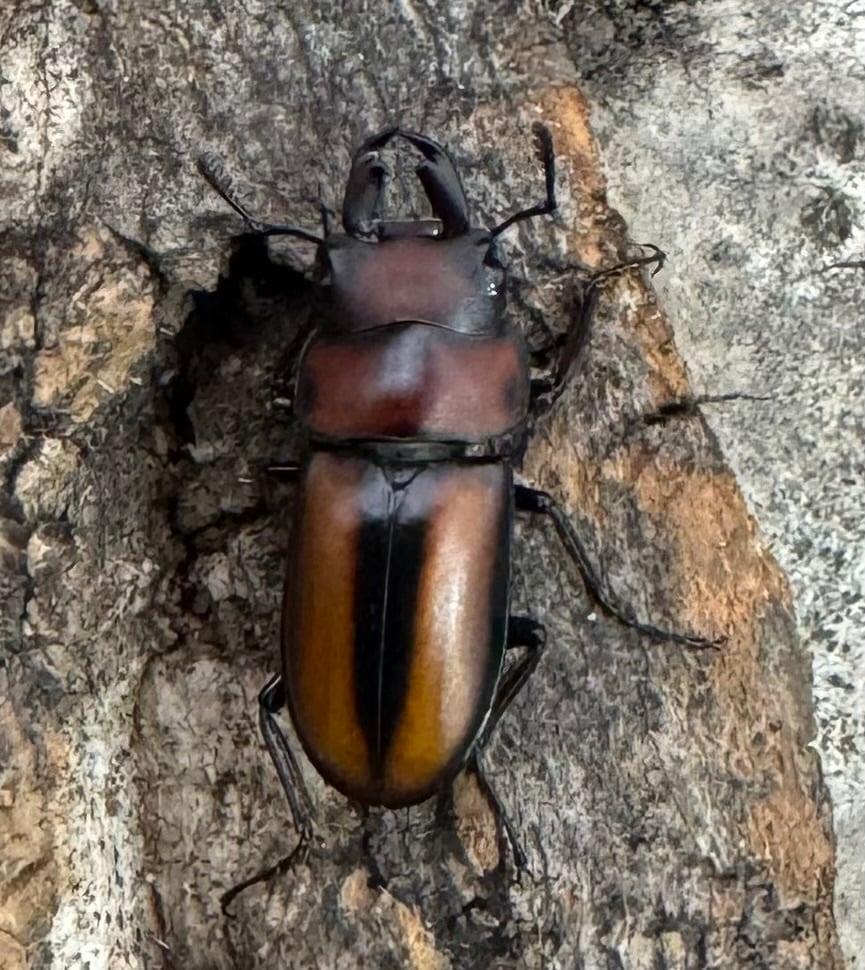 【WD】《エレガントゥルスコクワ原名亜種 18mm ペア》