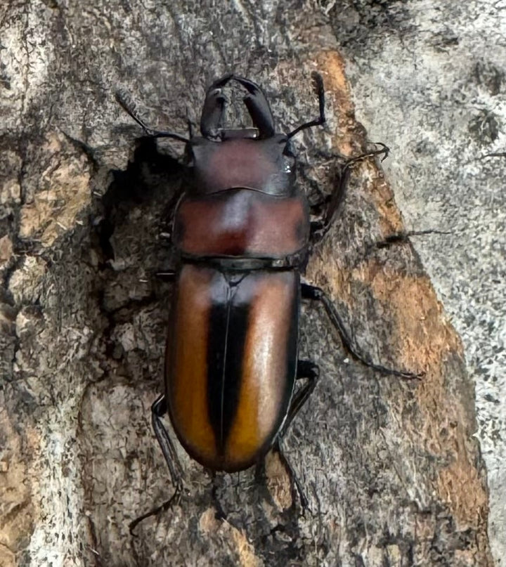 【WD】《エレガントゥルスコクワ原名亜種 18mm ペア》