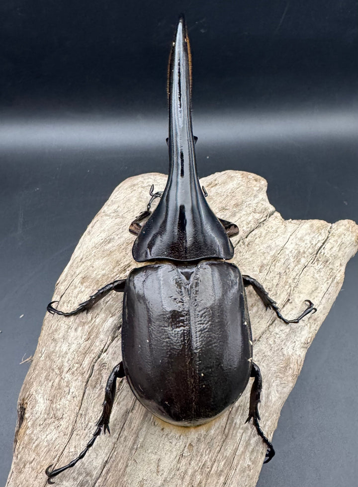 《ヘラクレス・ヘラクレス 131mm ペア》