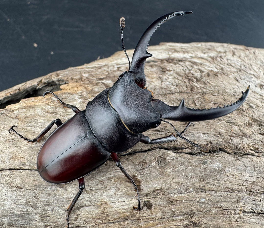 【WD】《アンドレアスノコギリヒラタ 中国産 51.5mm ペア》