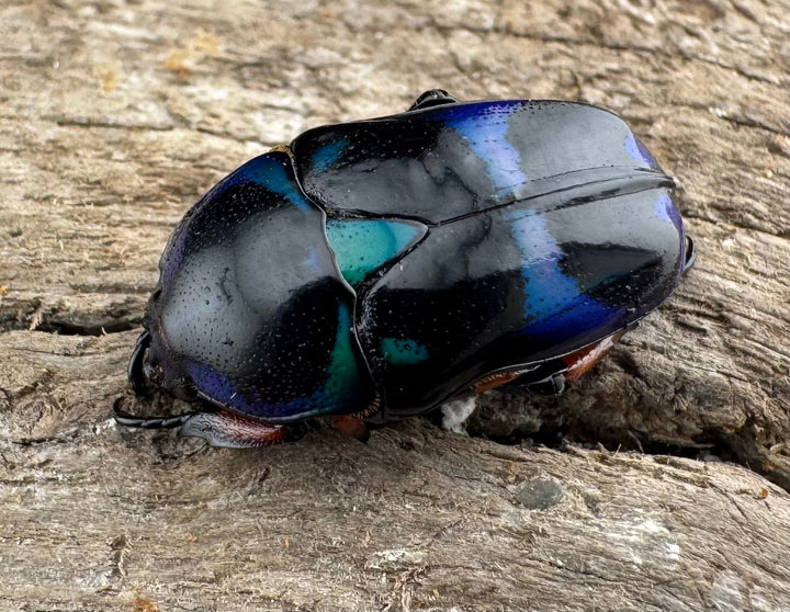 【WD】《ベルシコロールツヤカナブン ロハス産 ♀青系 ペア》