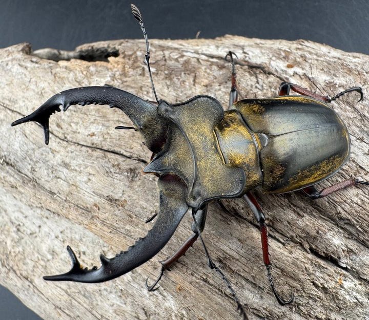 【WD】《セリケウスミヤマ原名亜種 66mm ペア》