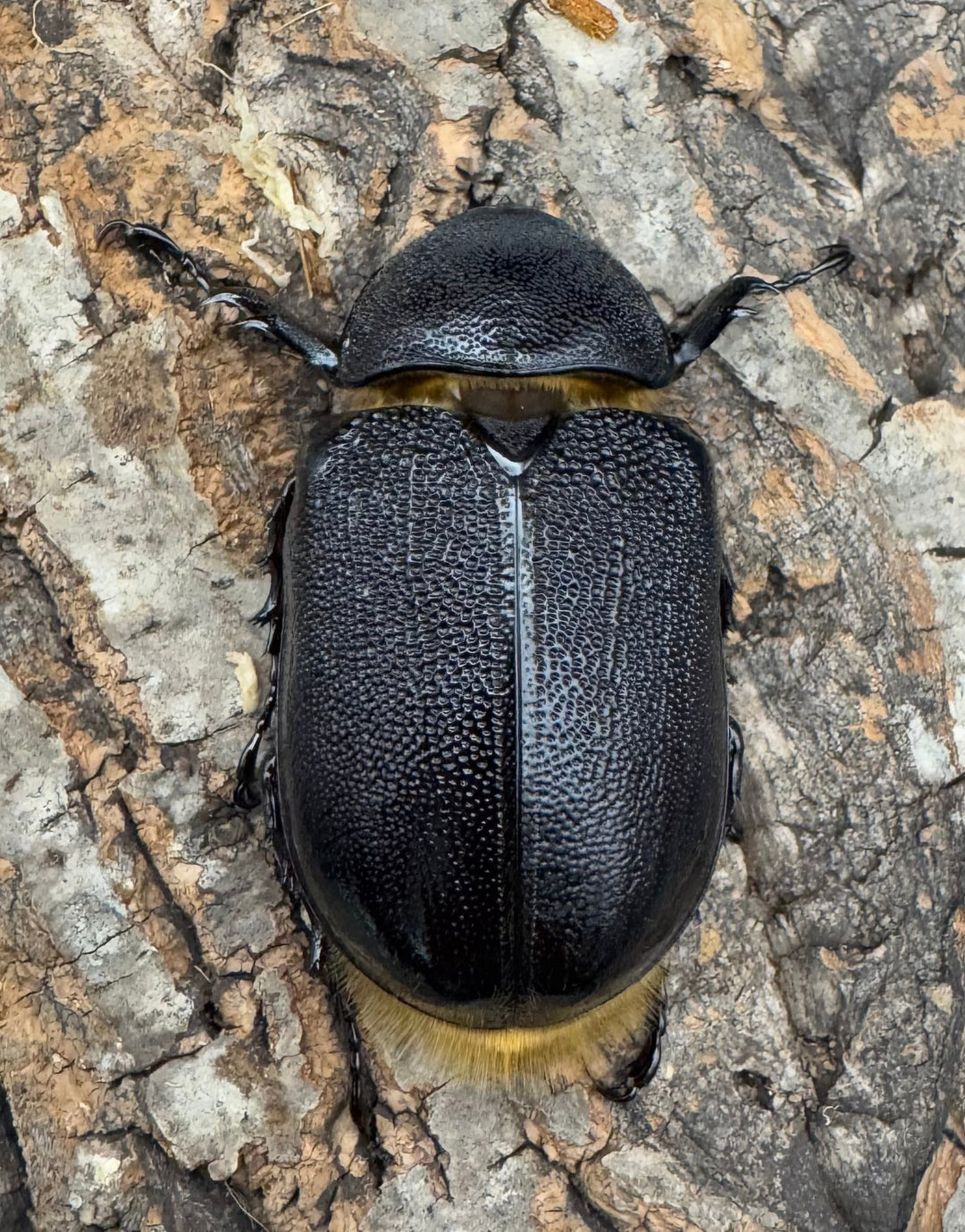 《ネプチューンオオカブト 132mm ペア》