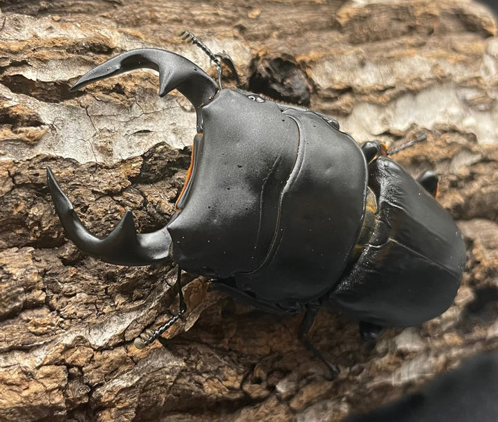 《インドグランディス亜種moriyai Garda95.0血統 75mm ペア》