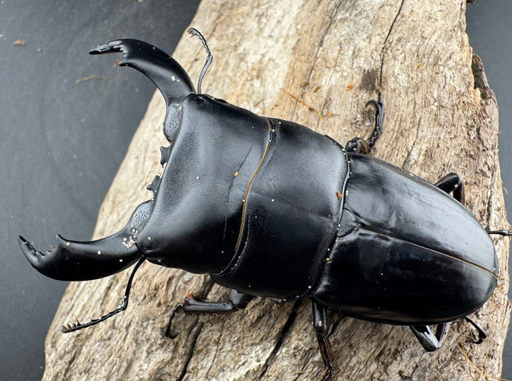 【WD】《スマトラオオヒラタ ベンクール産 86mm ペア》