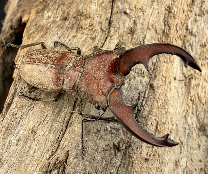 【WD】《スズムラホソアカ ロハス産 38mm ペア》