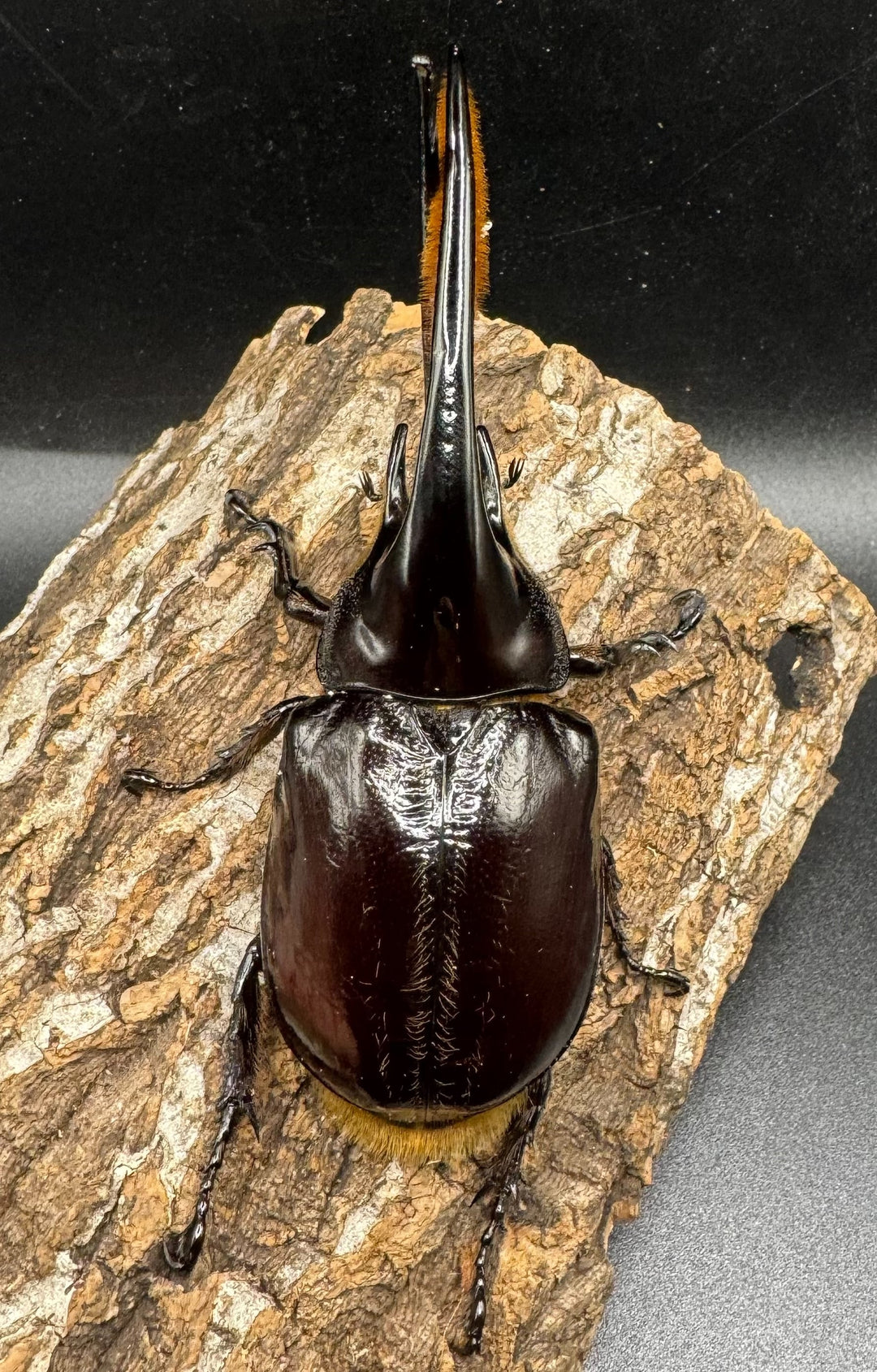 即ブリ《ネプチューンオオカブト 118mm ペア》inohiro109氏ブリード個体