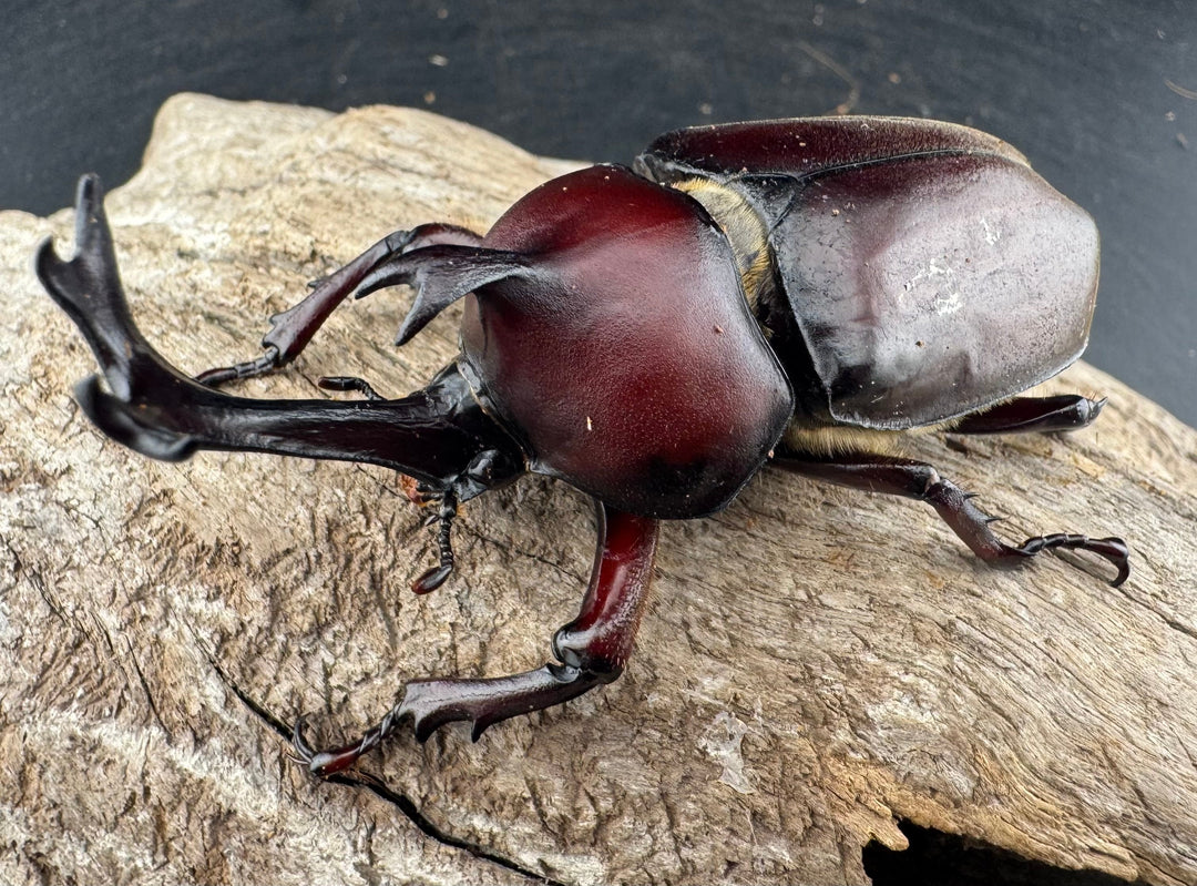 《国産カブトムシ 栃木県産 75mmUP ペア》