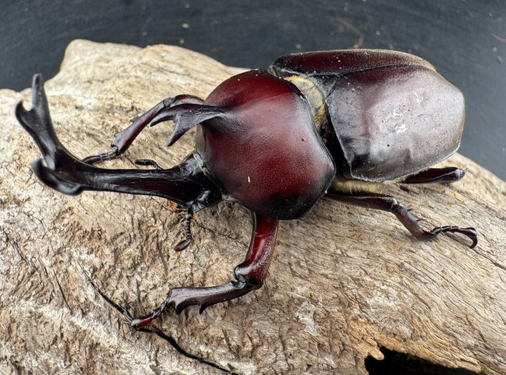 《国産カブトムシ 栃木県産 75mmUP ペア》